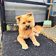 Ziggy joined the competition — help win amazing prizes! dog, pet, animal, fluffy, golden_brown, mat, broom, woven_mat, fur, cute, indoor, resting, floor, head_tilt, eyes, nose, paw, tail, texture, home