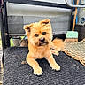 dog, pet, animal, fluffy, golden_brown, mat, broom, woven_mat, fur, cute, indoor, resting, floor, head_tilt, eyes, nose, paw, tail, texture, home