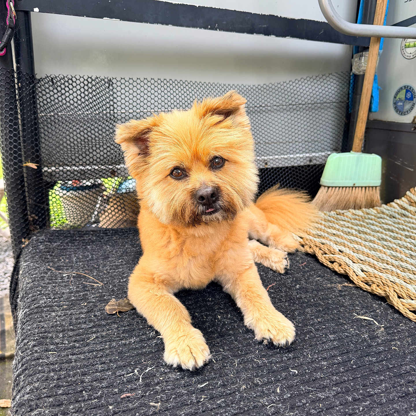 Ziggy joined the competition — help win amazing prizes! dog, pet, animal, fluffy, golden_brown, mat, broom, woven_mat, fur, cute, indoor, resting, floor, head_tilt, eyes, nose, paw, tail, texture, home