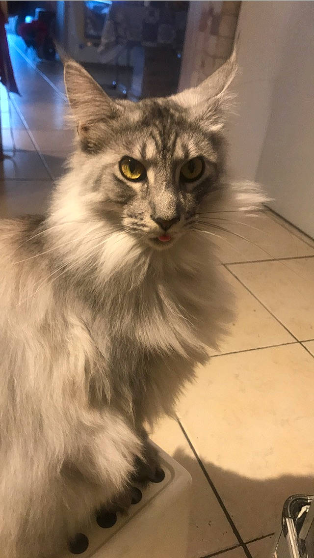 Ondine a rejoint le concours — aidez-le/la à gagner de superbes lots ! asian, asian_semi_longhair, british_semi_longhair, carnivore, cat, domestic_long_haired_cat, fawn, felidae, kitten, maine_coon, mammal, norwegian_forest_cat, oriental_longhair, ragamuffin, ragdoll, siberian, small_to_medium_sized_cats, vertebrate, whiskers