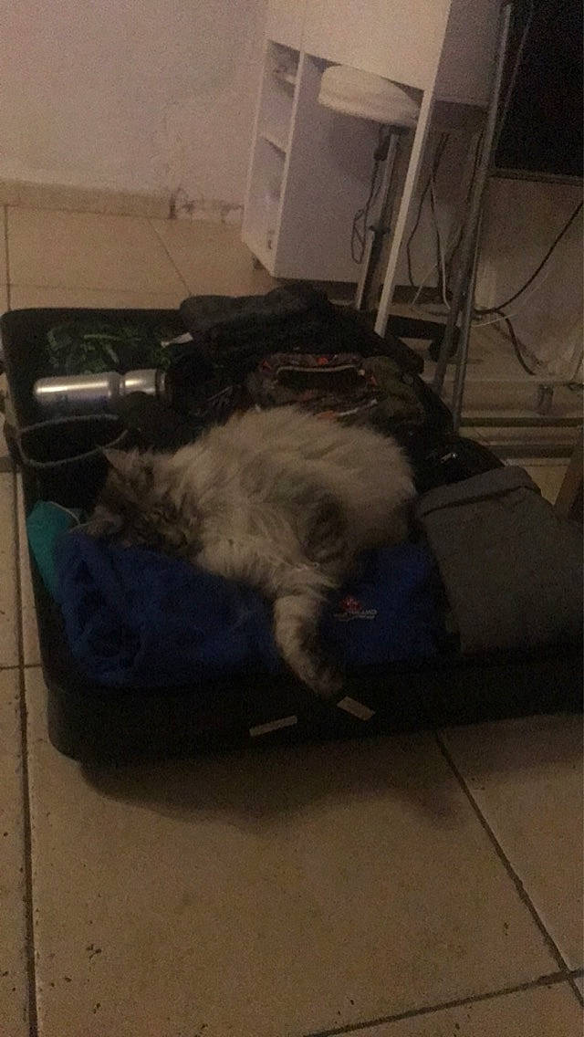 Ondine a rejoint le concours — aidez-le/la à gagner de superbes lots ! canidae, cat, felidae, small_to_medium_sized_cats