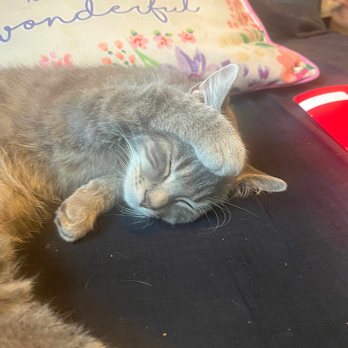 Pumpkin joined the competition — help win amazing prizes! abyssinian, animal, architecture, building, cat, chair, couch, cushion, furniture, homedecor, indoors, kitten, linen, livingroom, manx, person, pet, pillow, room, sleeping