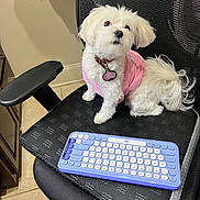Holly joined the competition — help win amazing prizes! dog, white_dog, pet, small_dog, pink_clothing, office_chair, keyboard, indoor, floor_tiles, curious, sitting, furniture, collar, tag, fluffy, looking_up, technology, black_chair, home, cute