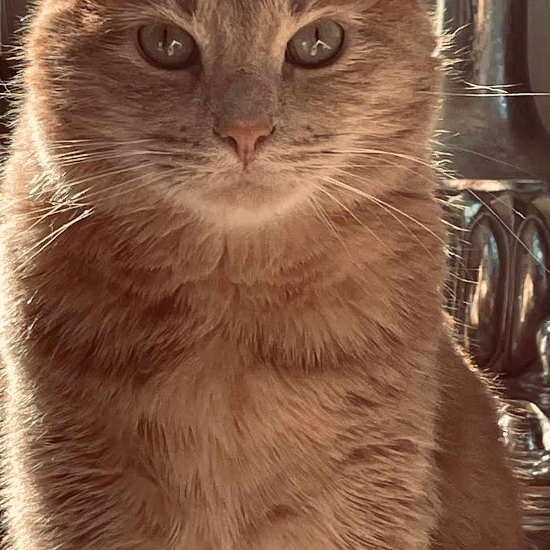 Ophuk is registered to the contest to win money with this photo: cat, close_up, cozy, curious, domestic_cat, ears, eyes, feline, fluffy, fur, ginger_cat, glass_vase, indoor, mammal, nose, pet, portrait, sitting, sunlight, whiskers