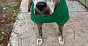 Rebel is registered to the contest to win money with this photo: animal, backyard, brindle, canine, casual_clothing, concrete, dog, fur, gray, green, hoodie, leaf_litter, old_dog, outdoor, pathway, pet, plants, sidewalk, stairs, standing