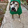 dog, hoodie, brindle, pet, animal, outdoor, concrete, pathway, plants, stairs, backyard, leaf_litter, gray, green, canine, old_dog, fur, standing, sidewalk, casual_clothing