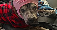 Rebel is registered to the contest to win money with this photo: dog, bed, blanket, cap, curtains, indoor, pet_clothing, pink_bonnet, red_jacket, black_jacket, resting, animal, cozy, window, fabric, sleepy, fur, canine, home, comfort