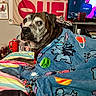 Rebel joined the competition — help win amazing prizes! dog, blanket, bed, indoor, striped_bedspread, stitch_character, television, person_on_tv, banner, red_text, curious, senior_dog, brown_dog, white_fur, cozy, living_room, furniture, colorful, decor, portrait