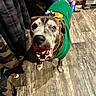 Rebel is registered to the contest to win money with this photo: dog, green_sweater, indoor, wooden_floor, happy, pet, canine, brown, white, festive, smiling, looking_up, clothing, flooring, domestic, animal, coat, collar, household, celebration