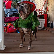Rebel joined the competition — help win amazing prizes! dog, costume, porch, wooden_floor, outdoor, pet, animal, decorations, green_clothing, red_clothing, chair, table, bucket, plant, house, canine, pet_clothing, daylight, standing, expression