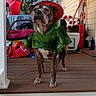 dog, costume, porch, wooden_floor, outdoor, pet, animal, decorations, green_clothing, red_clothing, chair, table, bucket, plant, house, canine, pet_clothing, daylight, standing, expression