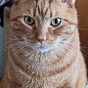 Kodi is registered to the contest to win money with this photo: cat, orange_tabby, close_up, fur, whiskers, green_eyes, pet, animal, indoor, portrait, feline, cute, mammal, ears, face, looking, domestic_cat, whisker, expression, soft_light