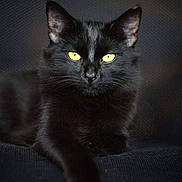 Max is registered to the contest to win money with this photo: black_cat, yellow_eyes, pet, animal, feline, domestic_cat, lying_down, dark_background, fur, whiskers, close_up, portrait, relaxed, indoor, cute, mammal, looking_at_camera, elegant, soft_texture, calm