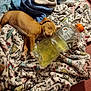 Ladybird joined the competition — help win amazing prizes! dog, puppy, sleeping, blanket, bottle, gatorade, plastic_bottle, cozy, nap, pet, animal, fur, paw, indoor, patterned_blanket, soft_texture, closeup, resting, cute, household