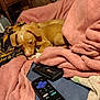 Ladybird is registered to the contest to win money with this photo: puppy, dog, blanket, pink_blanket, remote_control, tv_remote, bed, towel, wooden_drawer, indoor, cozy, resting, chewing, brown_coat, small_dog, furniture, electronics, cable, portrait, home