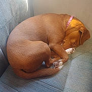 Ladybird joined the competition — help win amazing prizes! dog, sleeping, curled_up, couch, sofa, collar, paw, tail, fur, indoor, pet, nap, cozy, upholstery, blue, corner, sunlight, relaxed, muzzle, whiskers