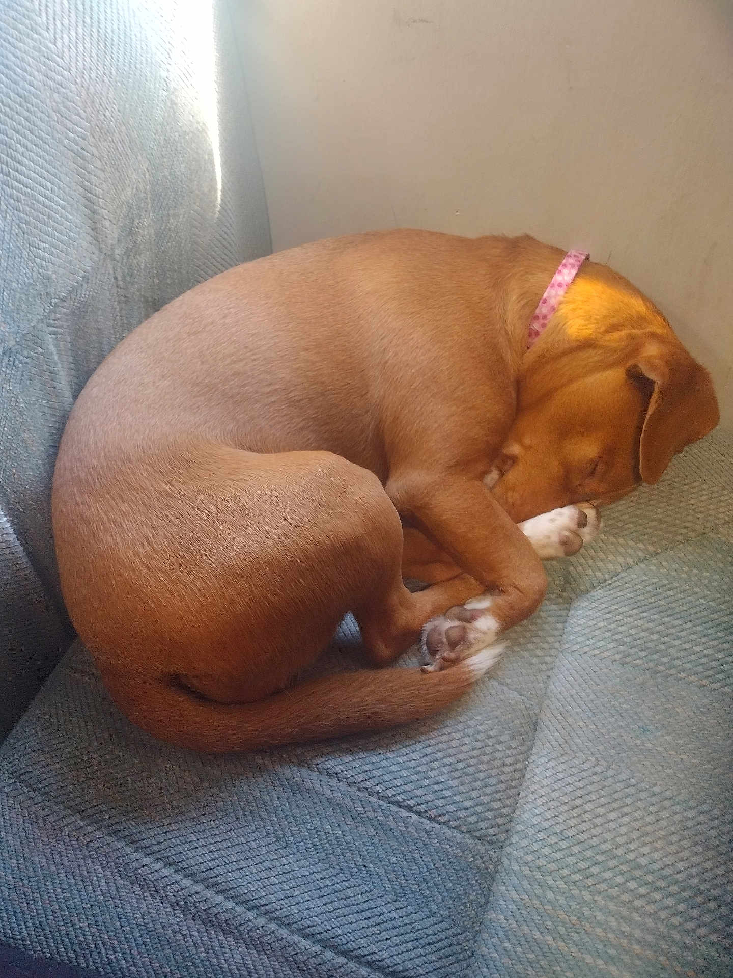 Ladybird joined the competition — help win amazing prizes! dog, sleeping, curled_up, couch, sofa, collar, paw, tail, fur, indoor, pet, nap, cozy, upholstery, blue, corner, sunlight, relaxed, muzzle, whiskers