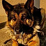 animal, canine, closeup, collar, daylight, dog, ears, fur, german_shepherd, outdoor, paws, pet, portrait, resting, shadow, stone, sunlight, texture, wall, watchful