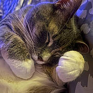 Zelda is registered to the contest to win money with this photo: bedding, blanket, cat, closeup, cozy, curled_up, ear, feline, fur, home, indoor, nap, nose, paw, pet, portrait, relaxed, sleeping_cat, soft, whiskers