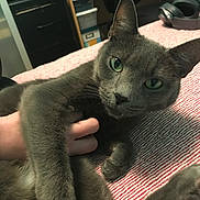 Jax is registered to the contest to win money with this photo: cat, gray_cat, pet, animal, feline, green_eyes, whiskers, ears, fur, lying_down, relaxed, bed, blanket, striped_fabric, hand, indoors, bedroom, shelves, office_chair, portrait
