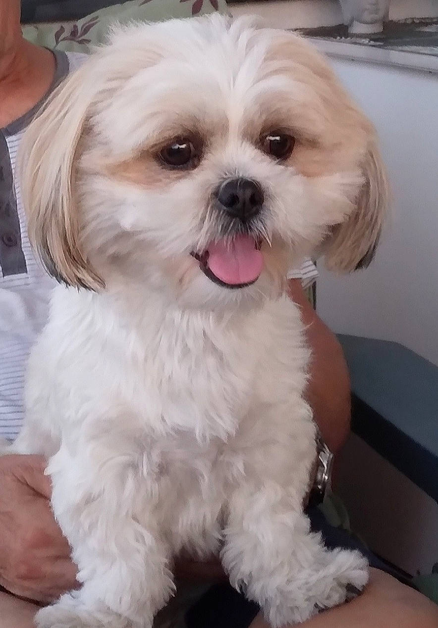 Sybelle participe au concours pour gagner de l'argent avec cette photo : canidae, carnivore, companion_dog, dog, dog_breed, eyewear, fur, liver, mal_shi, maltepoo, non_sporting_group, puppy, shih_poo, shih_tzu, small_terrier, snout, sporting_group, terrier, toy_dog, working_animal