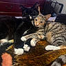 cats, tuxedo_cat, tabby_cat, animals, pets, cuddling, sleeping, sitting, indoor, blanket, fur, whiskers, ears, eyes, black_and_white, striped, cozy, portrait, home, relaxed