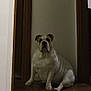 animal, bulldog, canine, companion, dim_light, dog, doorway, ears, face, house, indoor, muscular, paw, pet, portrait, quiet, sitting, wooden_doorframe, wooden_floor, wrinkles