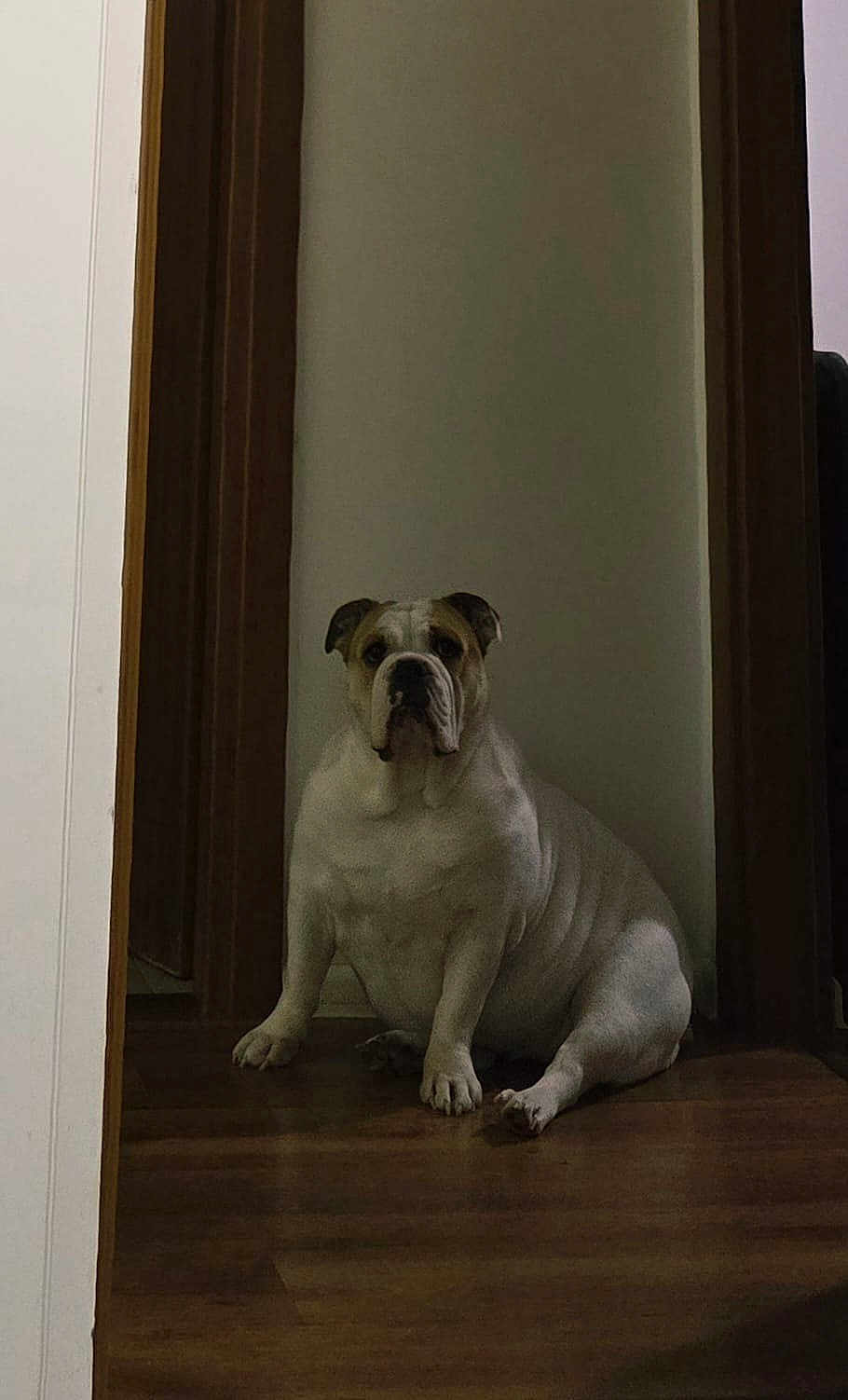 Doja joined the competition — help win amazing prizes! bulldog, dog, pet, indoor, doorway, wooden_floor, wooden_doorframe, sitting, animal, canine, portrait, quiet, dim_light, wrinkles, muscular, paw, face, ears, companion, house