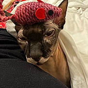 Ash is registered to the contest to win money with this photo: animal, bed, blanket, cat, closeup, cozy, cute, domestic_animal, expression, face, hairless_cat, indoor, person, pet, pink_toy, plaid_pajamas, resting, snuggling, sphynx_cat, toy_mouse