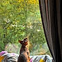 Ash is registered to the contest to win money with this photo: animal, autumn, blanket, cat, cozy, curtain, feline, greenery, hairless_cat, home, indoor, looking_out, nature_view, pet, relaxation, soft_light, sphynx_cat, sunlight, window, yellow_leaves