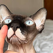Ash is registered to the contest to win money with this photo: animal, background_blur, blue_eyes, cat, close_up, curious, finger, human_hand, indoor, large_ears, mouth, nose, pet, portrait, skin_texture, soft_light, sphynx_cat, touching, whiskers, wrinkled_skin