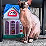 animal, background, blue_eyes, carpet, cat, closeup, curious, domestic, ears, feline, floor, hairless_cat, indoor, pet, play, portrait, sitting, sphynx_cat, toy_house, wrinkles