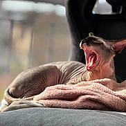 Ash joined the competition — help win amazing prizes! cat, sphynx_cat, hairless, yawning, pet, indoor, blanket, cushion, furniture, window, sunlight, relaxing, mouth_open, teeth, animal, mammal, domestic_animal, cozy, resting, pink