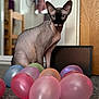 Ash is registered to the contest to win money with this photo: balloons, blurred_background, carpet, cat, celebration, colorful, curious, domestic_animal, door, ears, eyes, feline, floor, furniture, hairless_cat, household, indoor, party, pet, sphynx_cat