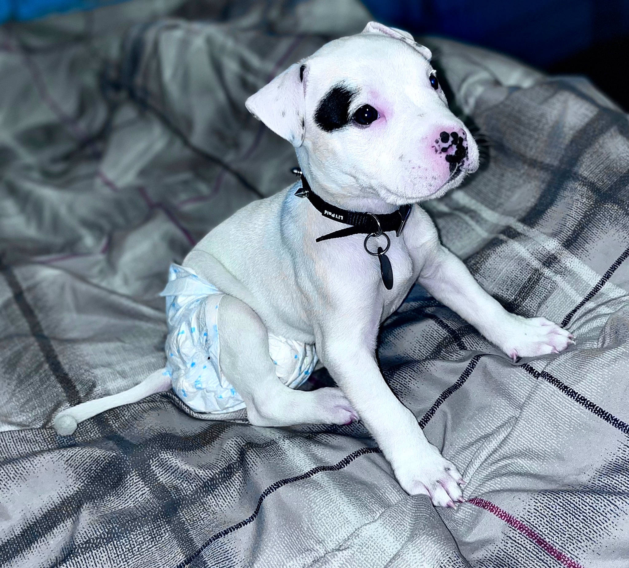 Blanco is registered to the contest to win money with this photo: carnivore, collar, comfort, companion_dog, dog, dog_breed, dog_clothes, dog_collar, dog_supply, fawn, grey, linens, pattern, pet_supply, sleeve, snout, sporting_group, toy_dog, whiskers, working_animal