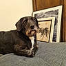 dog, scruffy, couch, gray_cushion, indoor, pet, portrait, relaxed, wooden_wall, framed_artwork, decor, furniture, fur, animal, companion, cozy, resting, domestic, closeup, calm