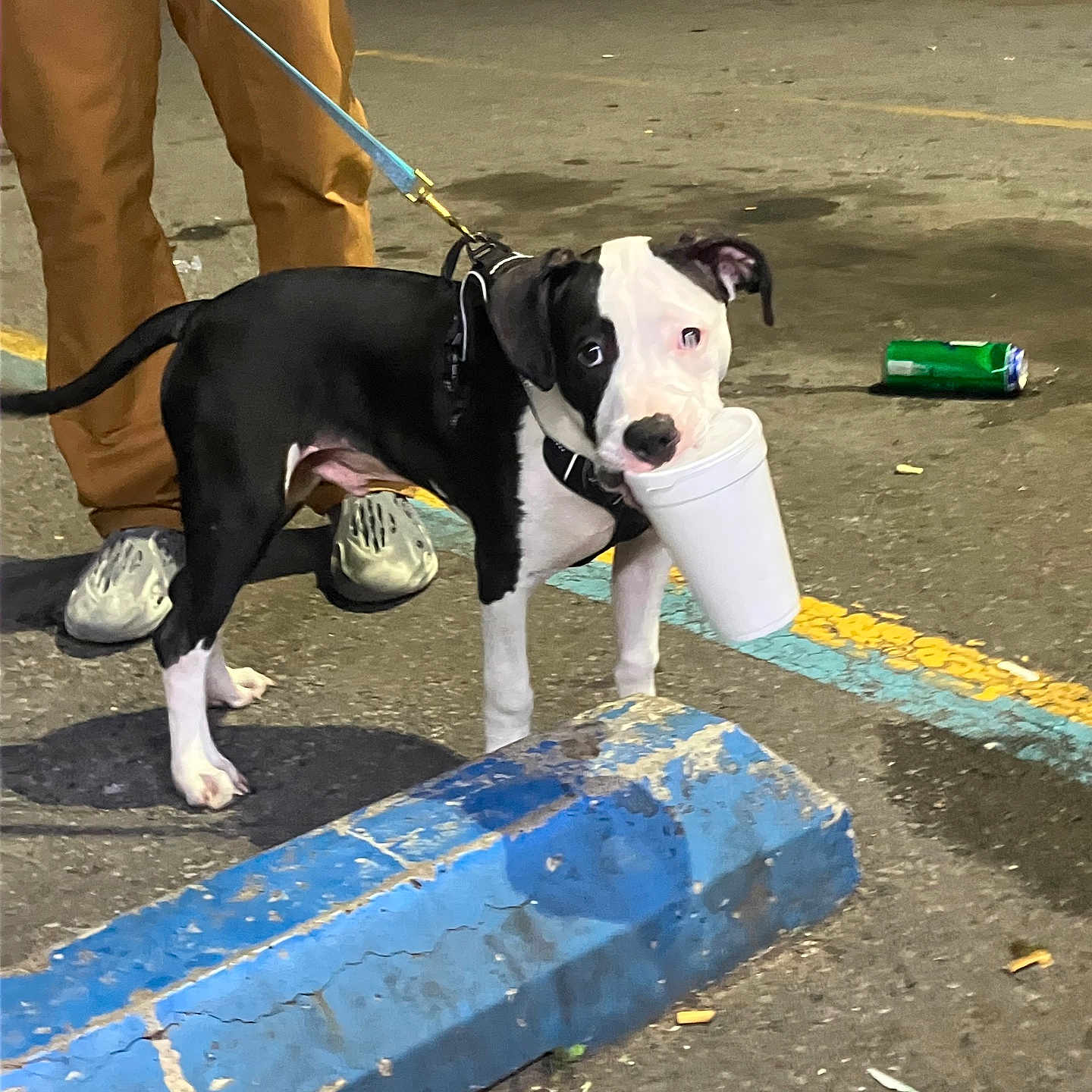 Venmon joined the competition — help win amazing prizes! animal, asphalt, black_and_white, can, cup, dog, leash, night, outdoor, pants, parking_curb, parking_lot, person, pet, playful, puppy, shoes, sidewalk, trash, urban
