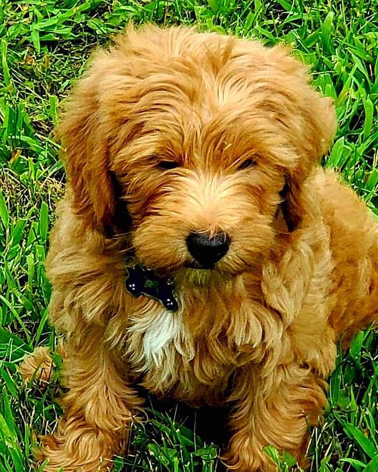 Mylo Rex joined the competition — help win amazing prizes! canidae, carnivore, companion_dog, cuisine, dog, dog_breed, fur, grass, liver, maltepoo, plant, puppy, snout, sporting_group, terrier, toy_dog, water_dog, yorkipoo