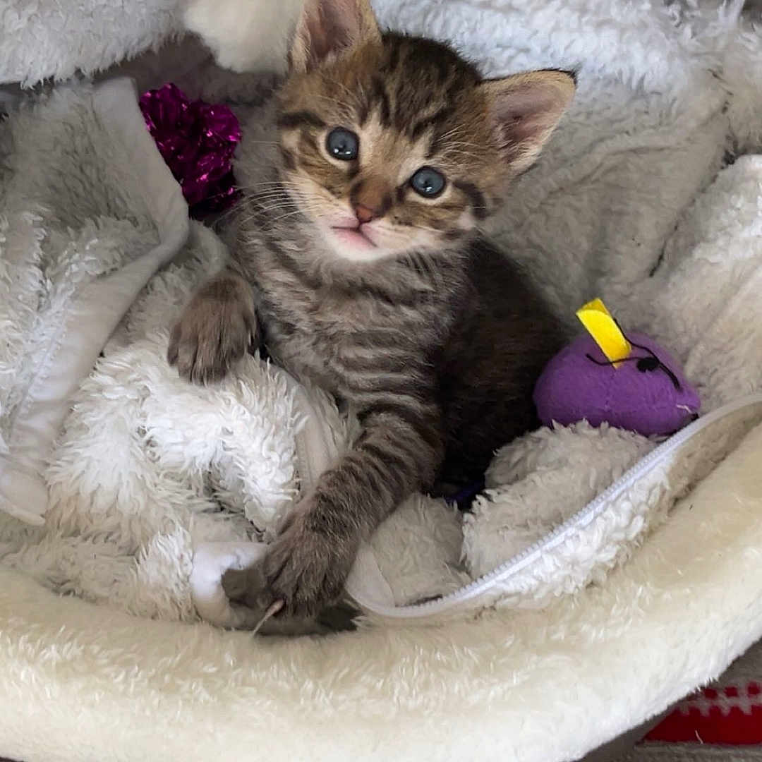 Shadow participe au concours pour gagner de l'argent avec cette photo : animal, bed, blanket, cat, comfort, cozy, curious, cute, feline, fur, indoor, kitten, pet, relaxed, small, soft, tabby, toy, whiskers, young