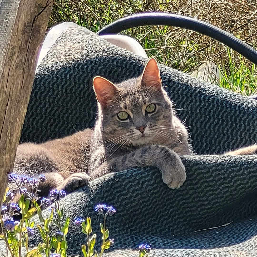Téki participe au concours pour gagner de l'argent avec cette photo : abyssinian, animal, blanket, cat, chair, couch, flower, furniture, grass, herbal, herbs, jar, kitten, pet, plant, planter, pottedplant, pottery, purple, vegetation
