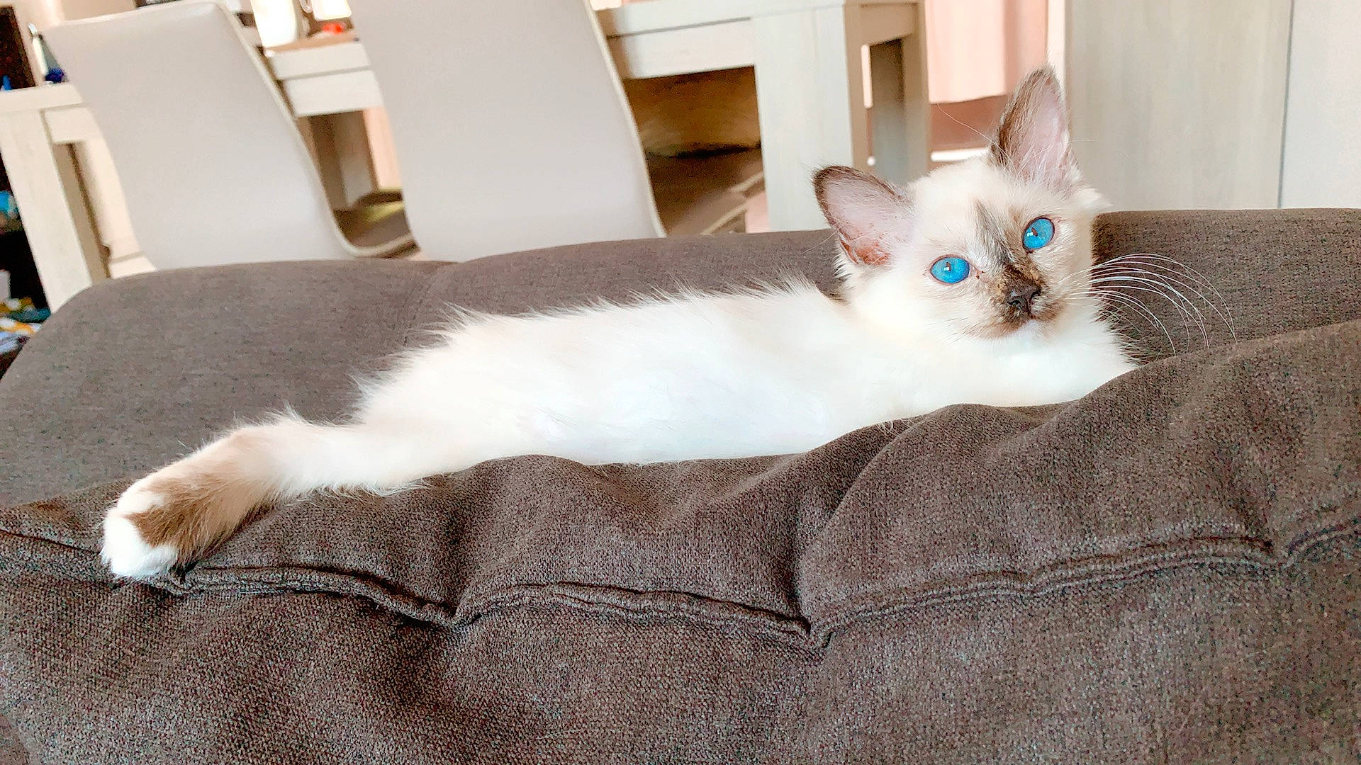 Plume participe au concours pour gagner de l'argent avec cette photo : asian, balinese, burmilla, carnivore, cat, colorpoint_shorthair, ear, fawn, felidae, fur, kitten, mammal, ragdoll, small_to_medium_sized_cats, tail, thai, turkish_angora, vertebrate, whiskers