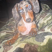 Minnie is registered to the contest to win money with this photo: dog, puppy, dachshund, pet, blanket, camouflage, paws, eyes, blue_eyes, red_eye, fur, nose, indoor, flash, portrait, bed, cozy, small_dog, snout, whiskers