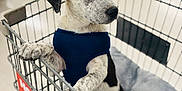 Colter is registered to the contest to win money with this photo: puppy, dog, shopping_cart, blue_harness, pet, animal, cute, indoor, blanket, white_and_black, fur, sitting, paw, looking, curious, young_dog, pet_accessory, metal_cart, store, domestic_animal