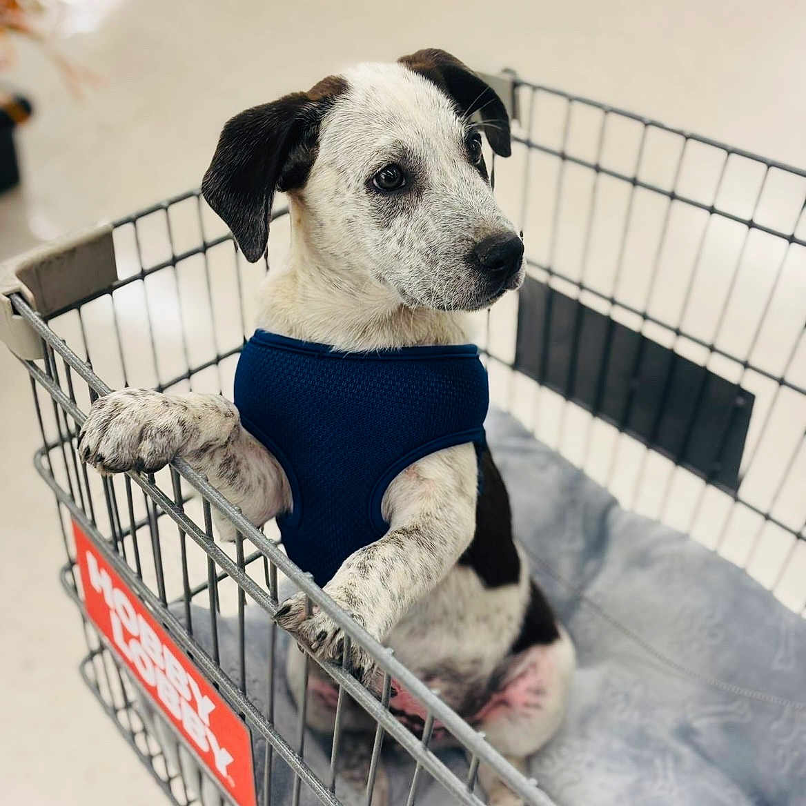 Colter is registered to the contest to win money with this photo: puppy, dog, shopping_cart, blue_harness, pet, animal, cute, indoor, blanket, white_and_black, fur, sitting, paw, looking, curious, young_dog, pet_accessory, metal_cart, store, domestic_animal