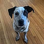 Colter is registered to the contest to win money with this photo: dog, speckled, black_patch, collar, chain, wooden_floor, indoor, pet, animal, cute, attentive, sitting, looking_up, ears, fur, paw, domestic, canine, portrait, floor
