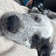 Colter joined the competition — help win amazing prizes! dog, sleeping, close_up, fur, snout, relaxation, pet, canine, rest, cushion, indoor, soft, cozy, whiskers, animal, nose, ears, peaceful, quiet, comfort