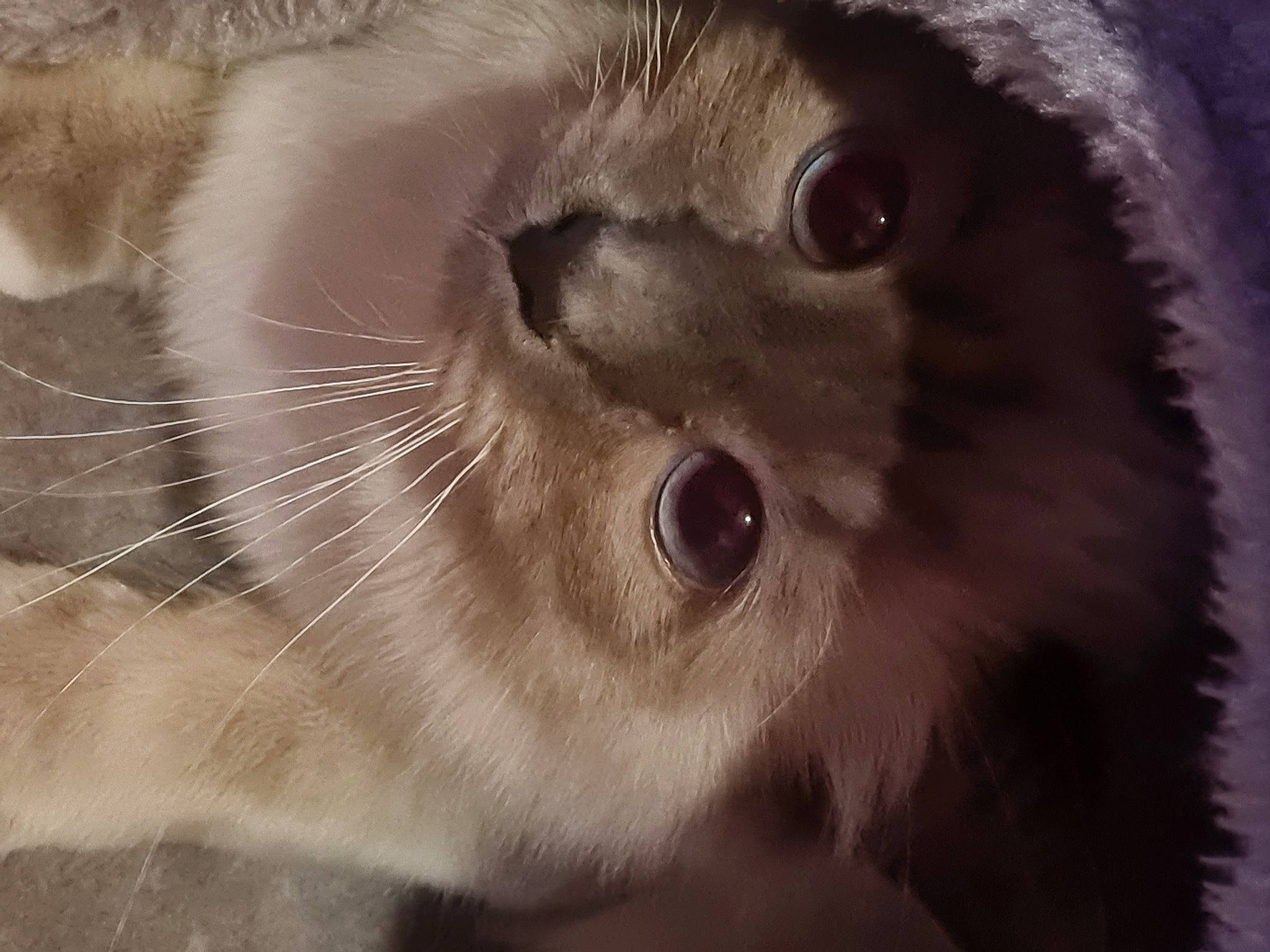 Ubsy participe au concours pour gagner de l'argent avec cette photo : carnivore, cat, close_up, domestic_short_haired_cat, ear, eye, eyelash, fawn, felidae, fur, hair, head, human_body, macro_photography, paw, small_to_medium_sized_cats, snout, terrestrial_animal, whiskers, wildlife