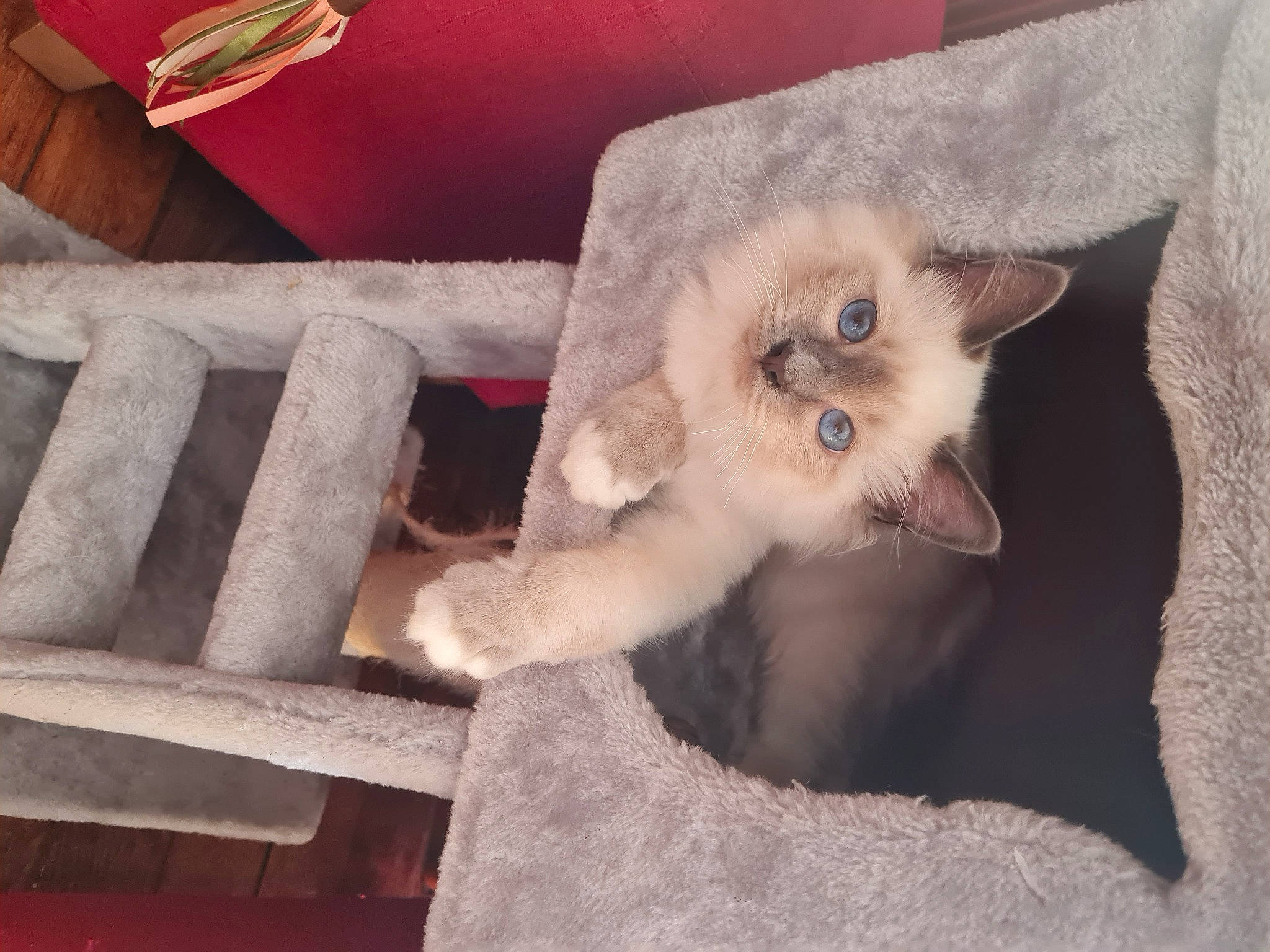 Ubsy participe au concours pour gagner de l'argent avec cette photo : balinese, carnivore, cat, chair, claw, comfort, companion_dog, couch, domestic_short_haired_cat, fawn, felidae, flooring, fur, hardwood, linens, paw, small_to_medium_sized_cats, tail, whiskers, wood