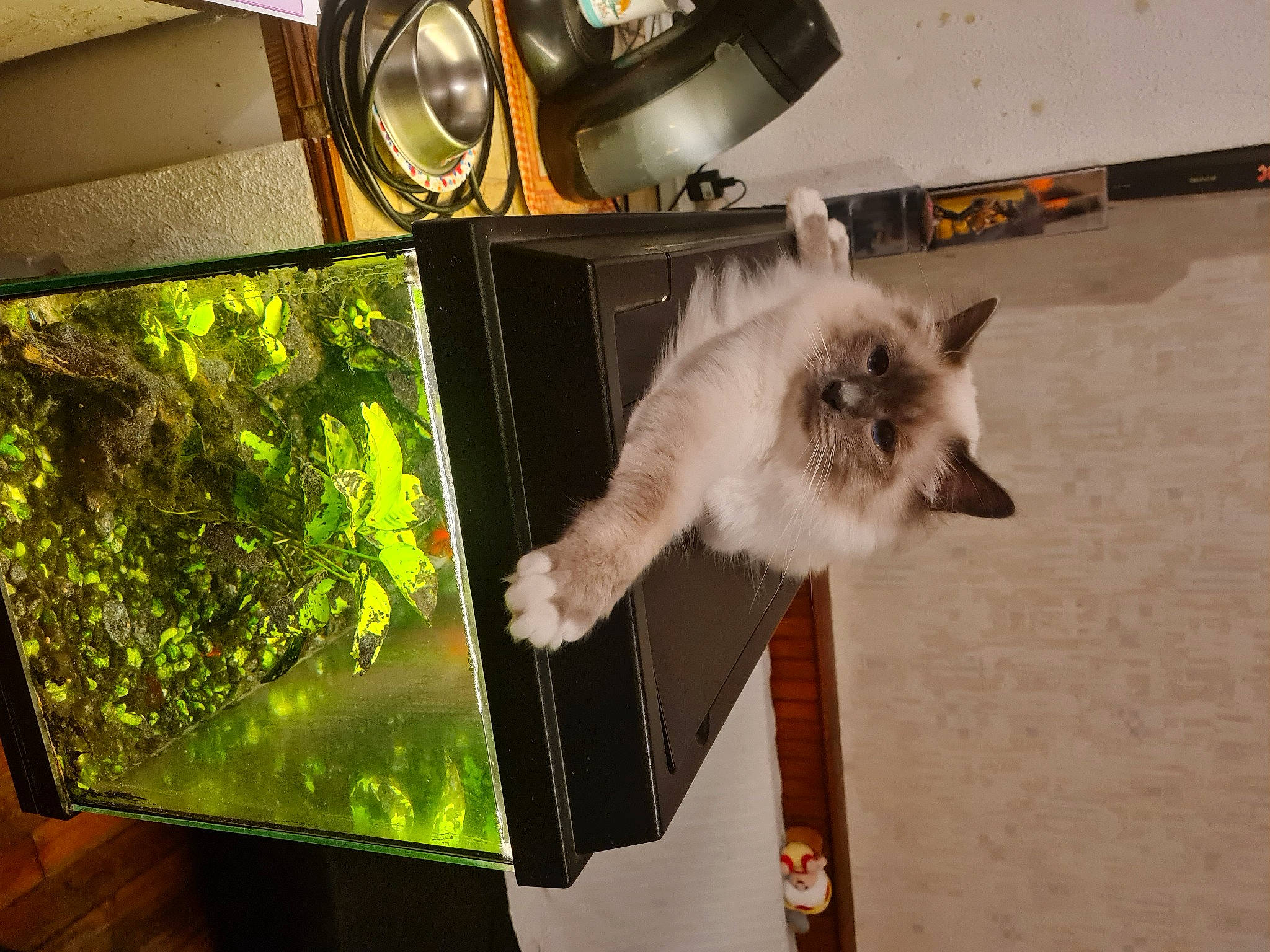 Ubsy participe au concours pour gagner de l'argent avec cette photo : balinese, birman, canidae, carnivore, cat, companion_dog, dog_breed, fawn, felidae, fur, glass, mechanical_fan, paw, siamese, small_to_medium_sized_cats, spitz, tail, thai, tints_and_shades, whiskers