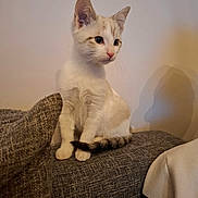 Simba a rejoint le concours — aidez-le/la à gagner de superbes lots ! kitten, cat, pet, indoor, couch, furniture, curious, sitting, fur, tail, shadow, cozy, home, animal, cute, young, whiskers, ears, soft_light, domestic